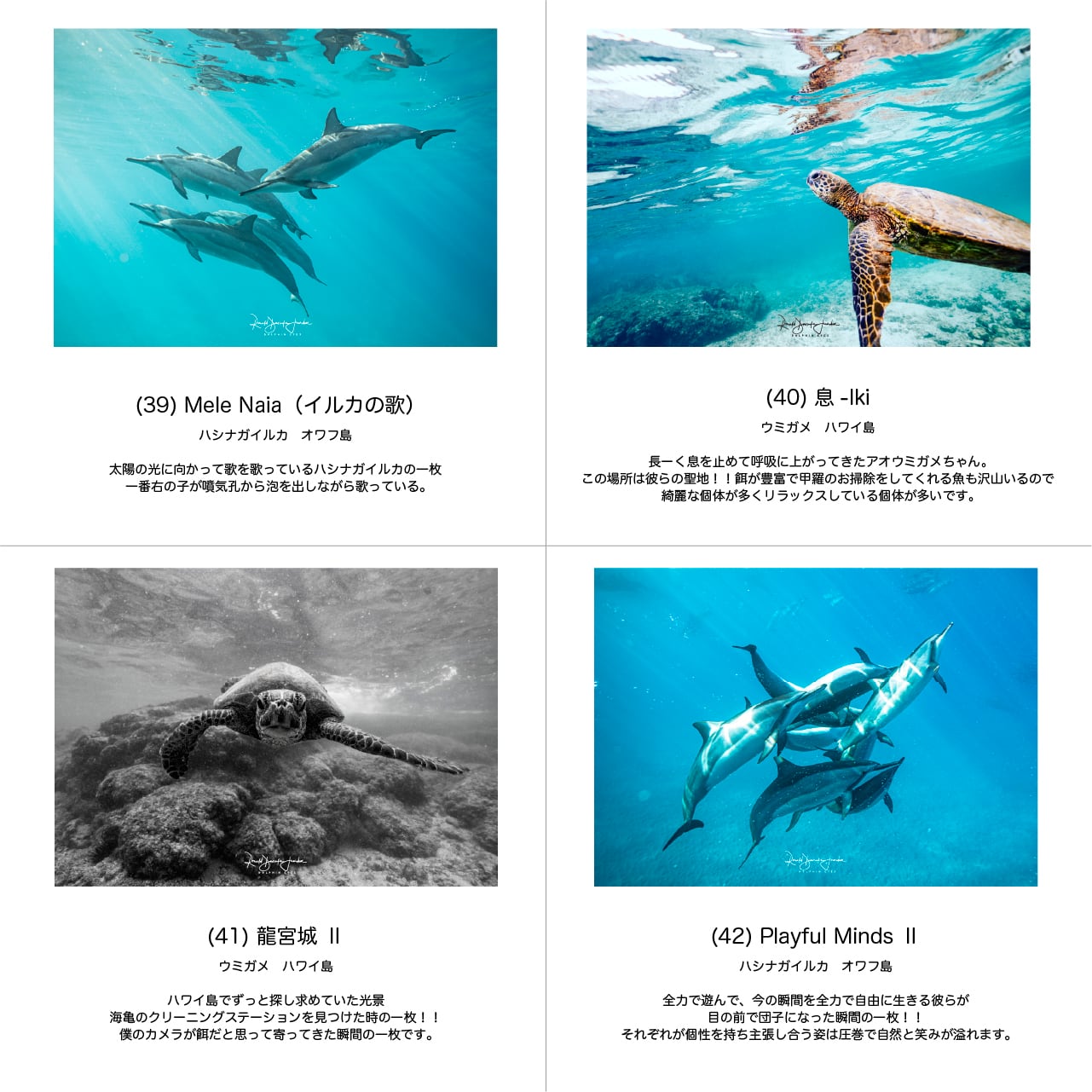 DOLPHIN EYES 写真パネル A4サイズ相当 イルカ・クジラ・ウミガメ