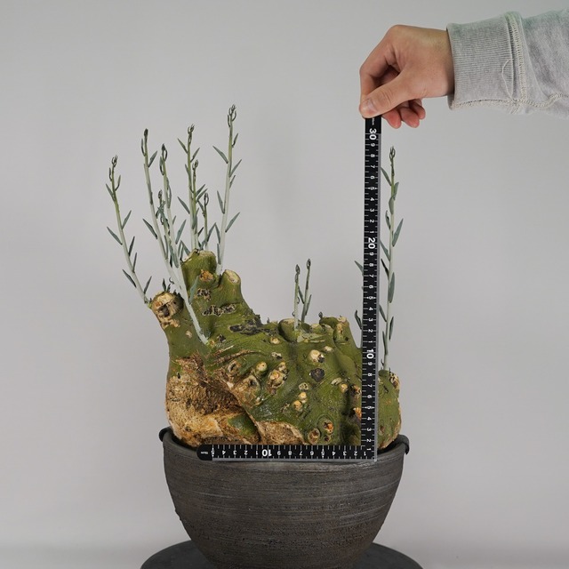 F60 アデニア ペチュエリー Adenia pechuelii ナミビア産 発根済み 現地球