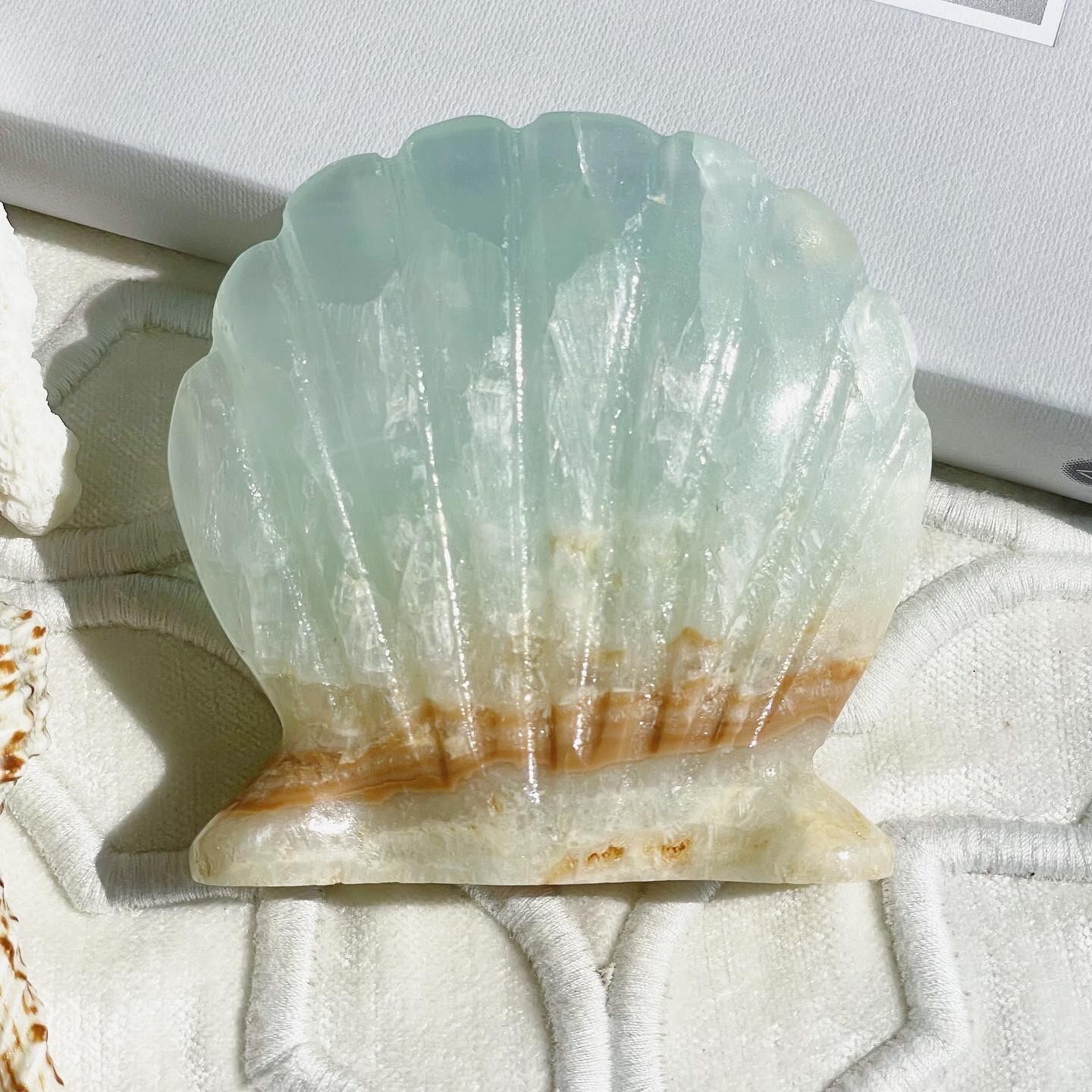 Caribbean Blue Calcite Shell 2