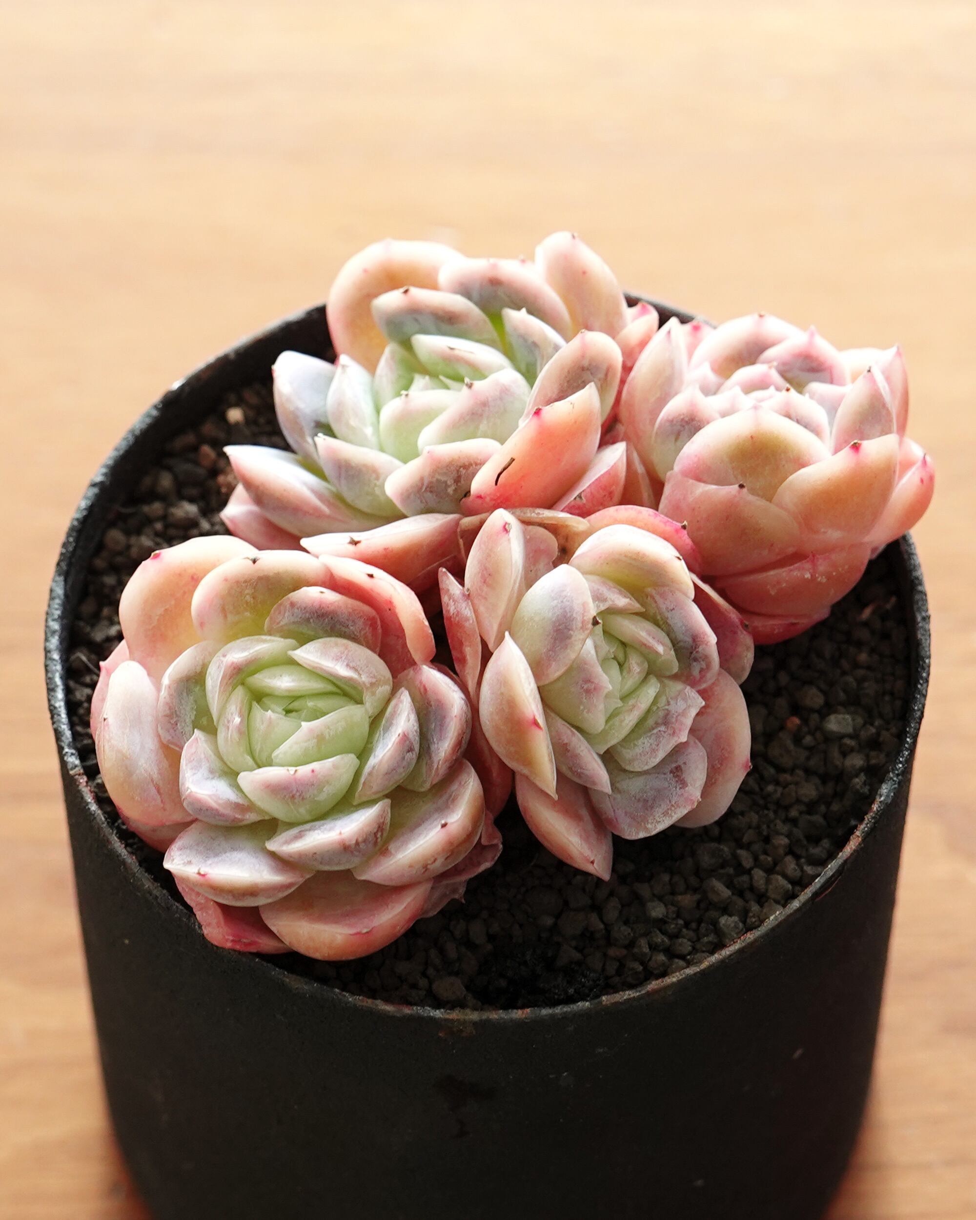 銀*丞様 B1508-4 ×16苗アエオニウム系 フェンカ 抜き苗 多肉植物 エ 銀*丞様 B1508-4 ×16苗アエオニウム系 フェンカ 抜き苗 多肉植物