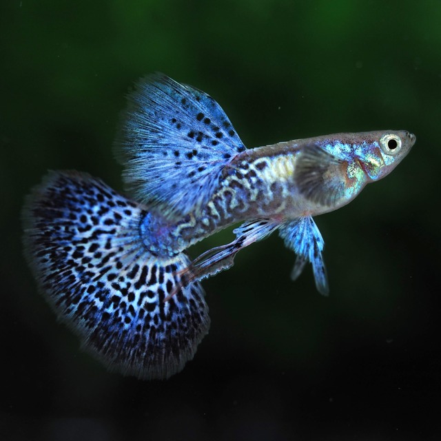 【現物】極上プラチナブルードラゴンビッグドーサルダンボリボン　1カルテット＋おまけ1ペア(No.2)