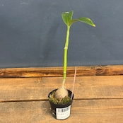 【クリアランス】Hydnophytum radicans (simplex)【1034】