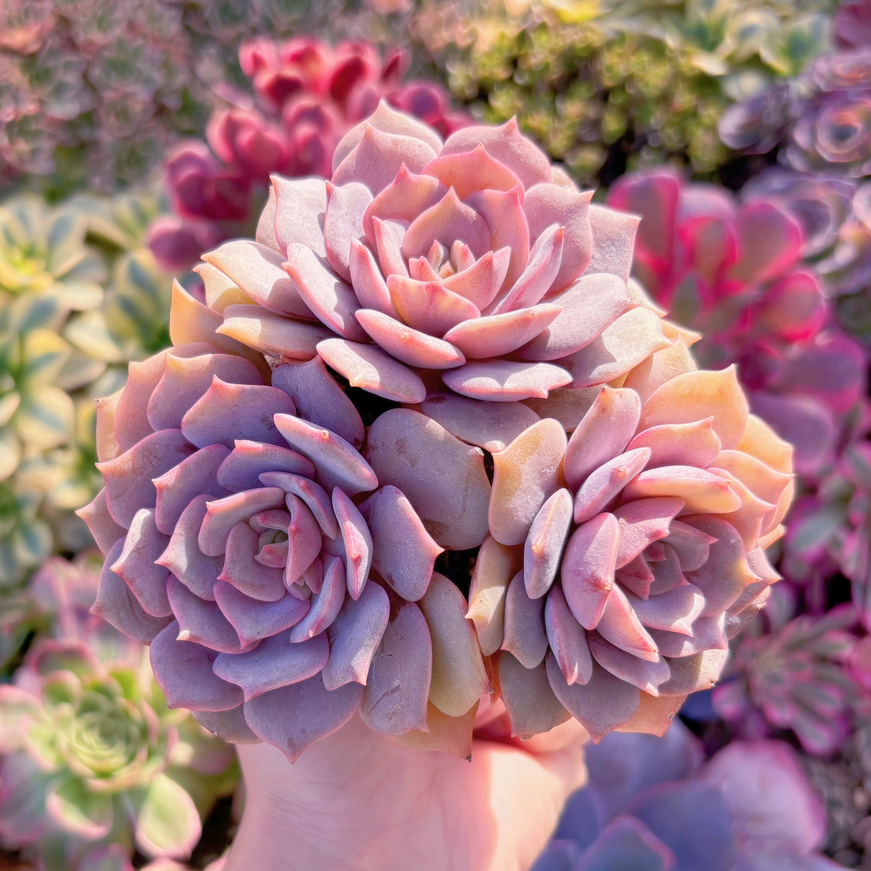 多肉植物　紫姫　3頭群生　在庫僅少　新入荷　るる農園