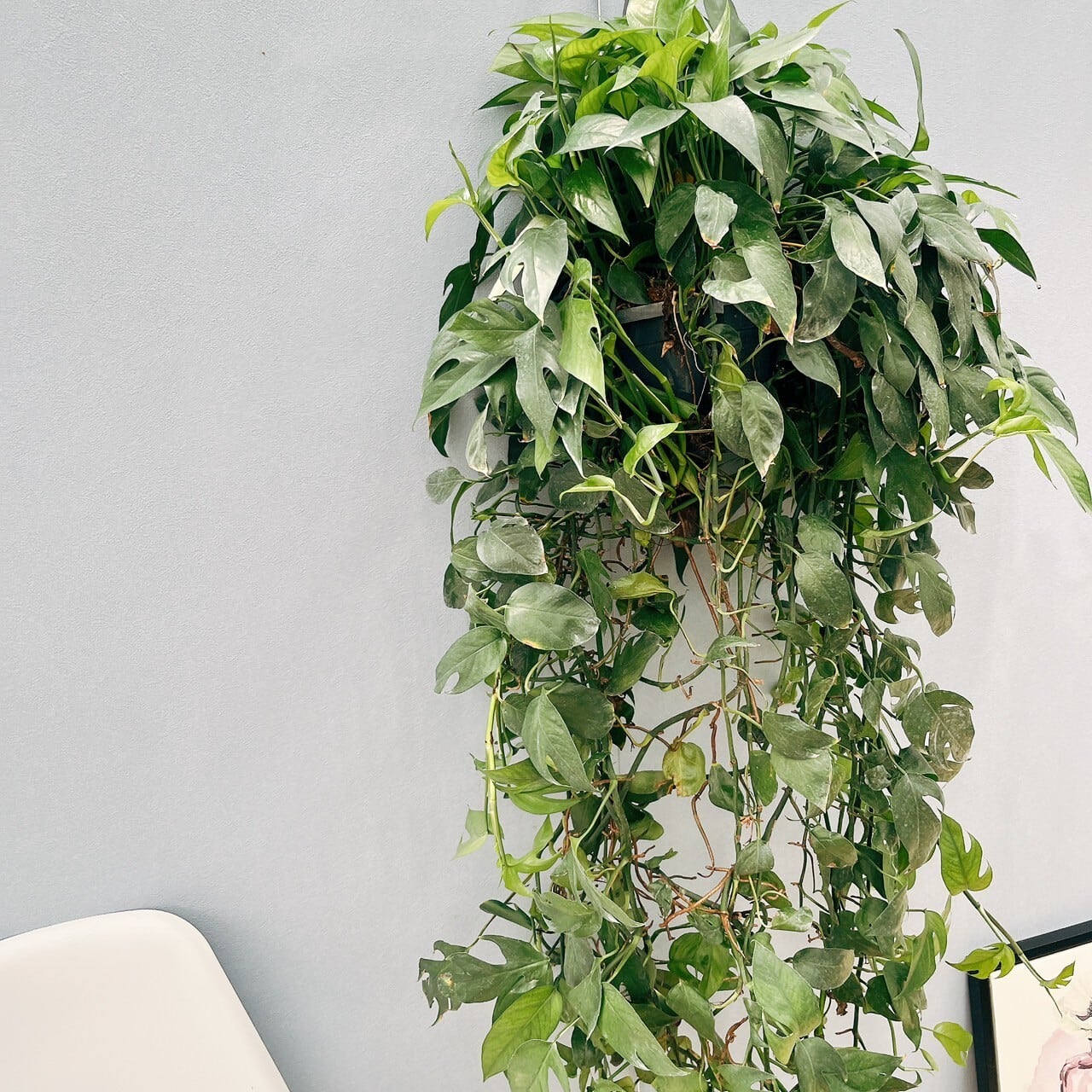 現品 ドラセナ レモンサプライズ 31番 観葉植物 希少 斑入り ドライ