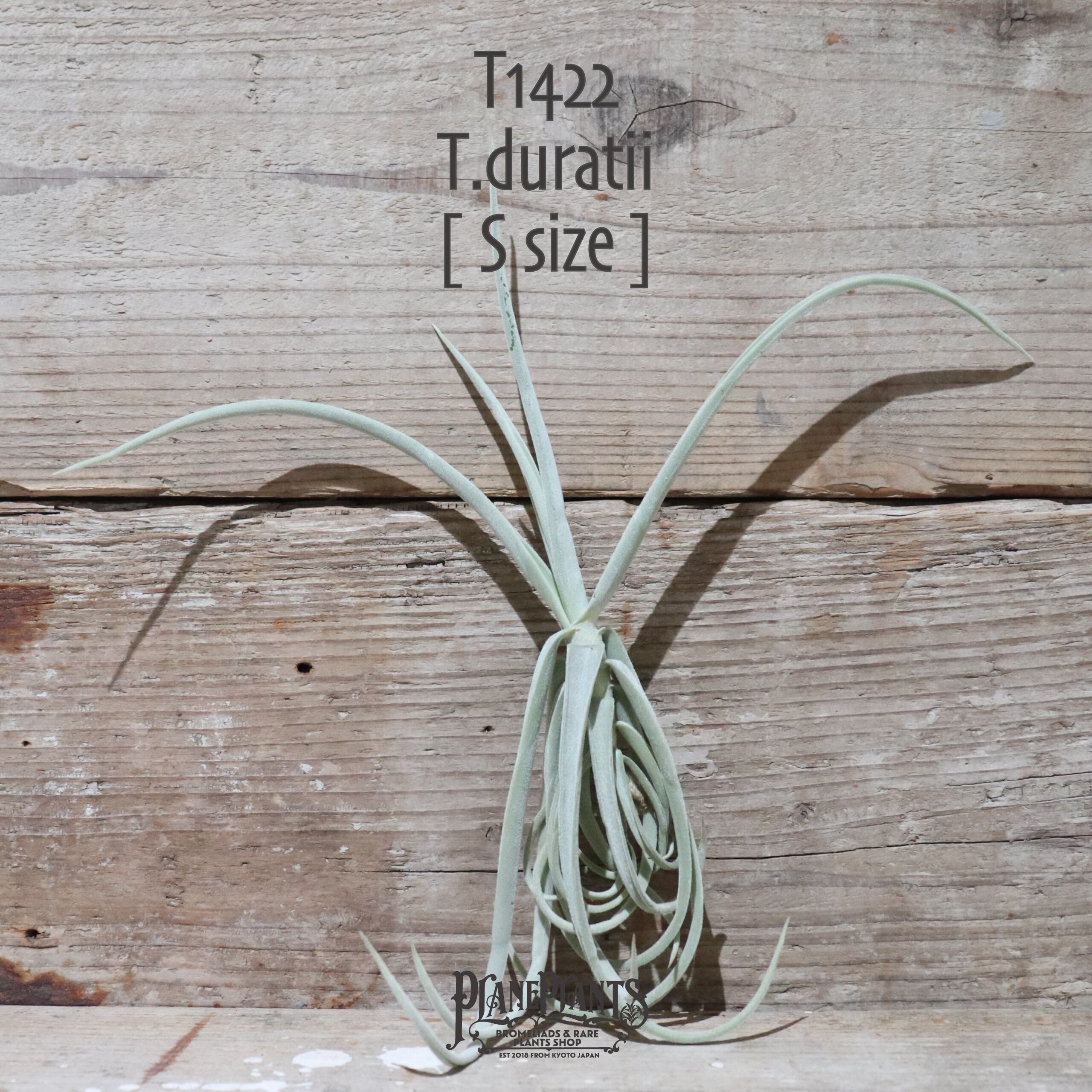 【送料無料】ドゥラティ S〔エアプランツ〕現品発送T1422