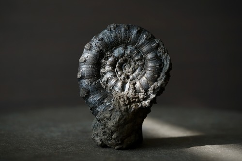 イギリス産黄鉄鉱化アンモナイト  Pyritized Ammonite 2310