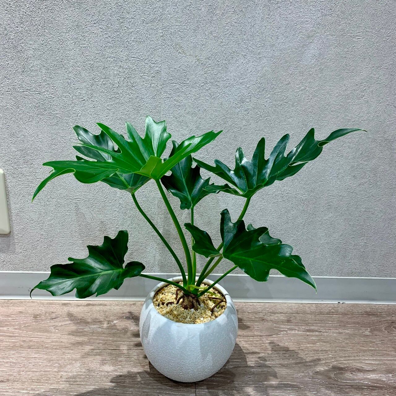 一点もの【セローム】観葉植物|セローム|フィロデンドロン|サトイモ科おすすめ|セローム陶器|セロームおすすめ