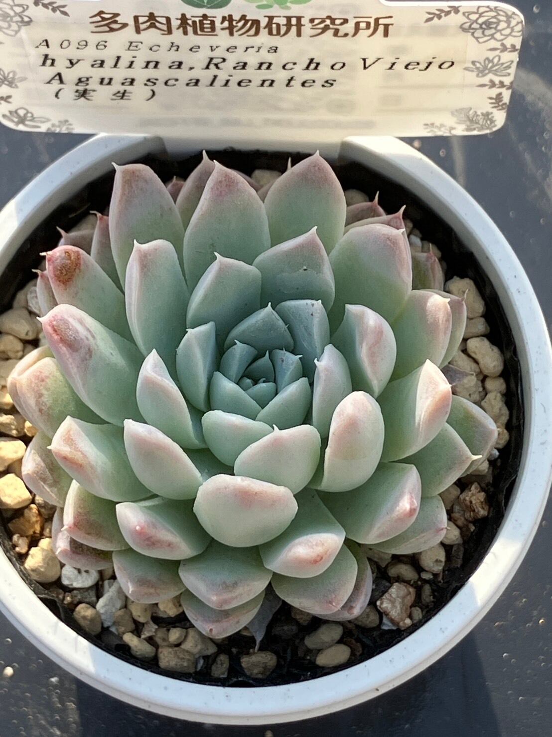 現物商品】二瓶リンゼアナ（カキ仔） | 多肉植物研究所