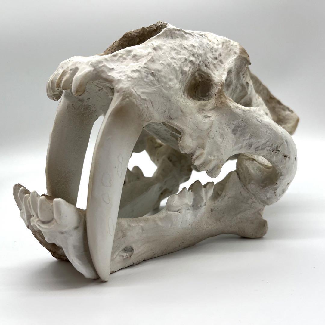 サーベルタイガー 頭骸骨 レプリカ インテリア 恐竜の化石 オブジェ 虎牙 中
