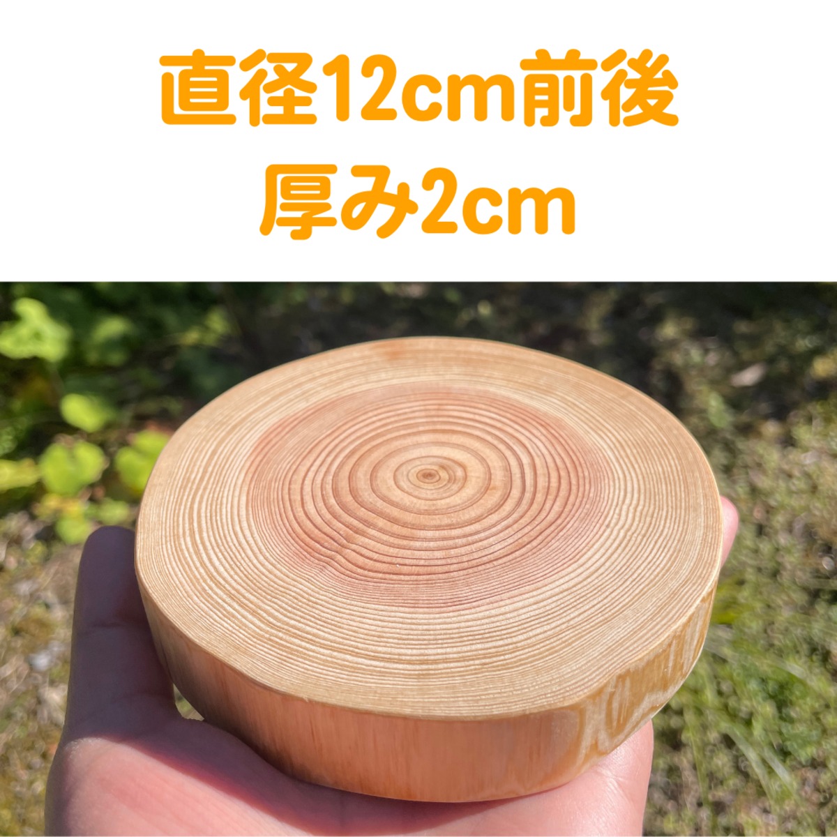 檜[ヒノキ]輪切り直径140cm 厚さ30cm未満