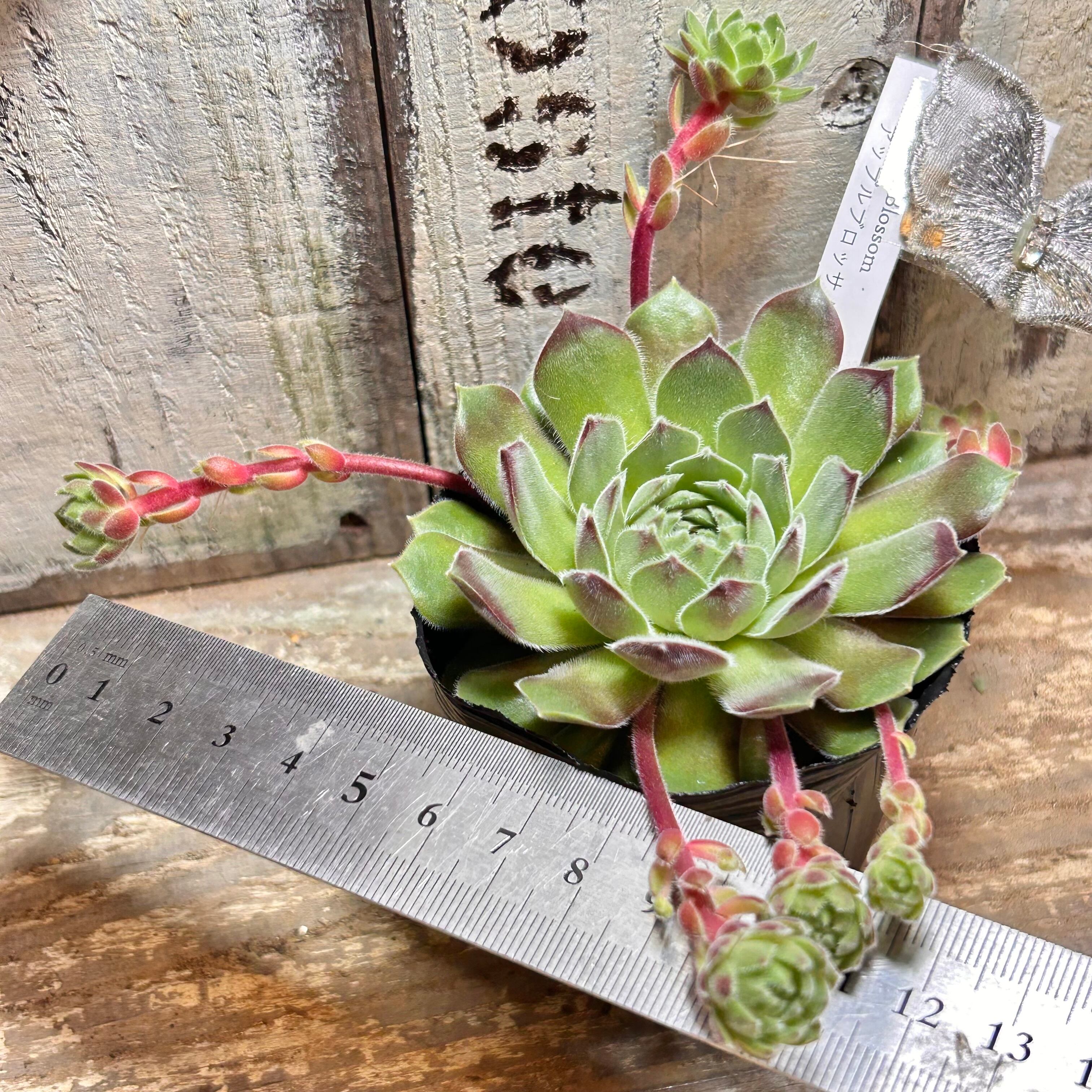 アップルブロッサム センペル | RuPo 多肉植物専門店