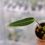アンスリウム ワロクアーナム / Anthurium Warocqueanum⑪ / 観葉植物<育て方・花言葉>