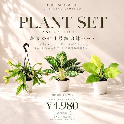 【約55%OFF】リプサリス＆アグラオネマ＆フィロデンドロン｜おまかせ3鉢セット｜calm cafe公式限定