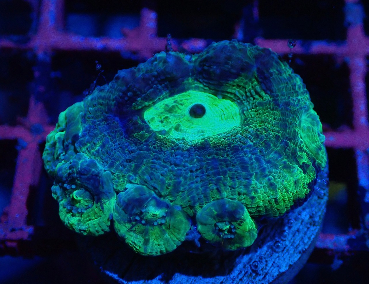 【現地買付】BowerbankiFrag "BlueGreen" 1