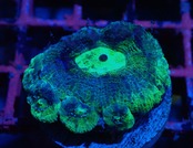 【現地買付】BowerbankiFrag "BlueGreen" 1
