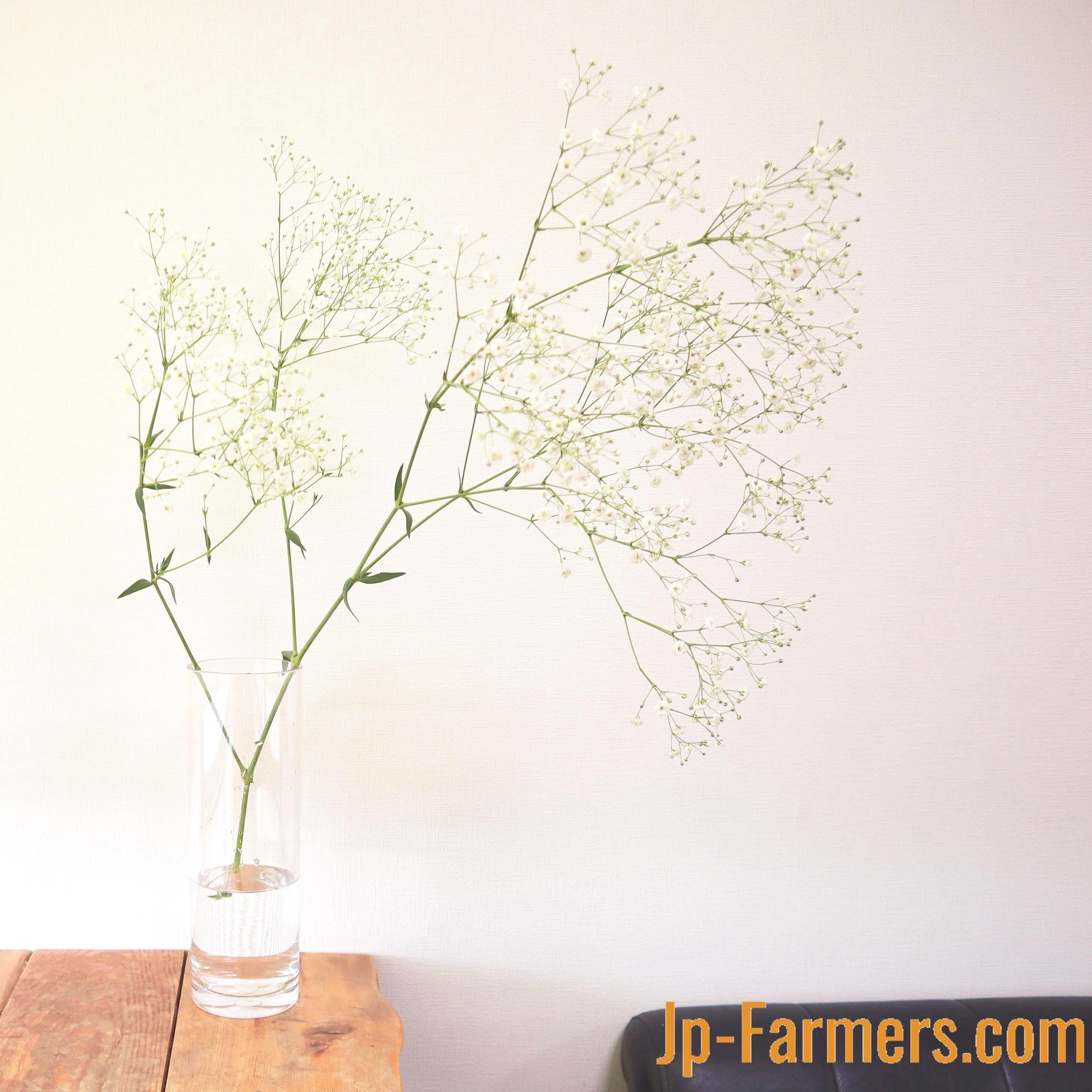 カスミソウ 』 2本 | 新鮮お花問屋 Jp-Farmers.com