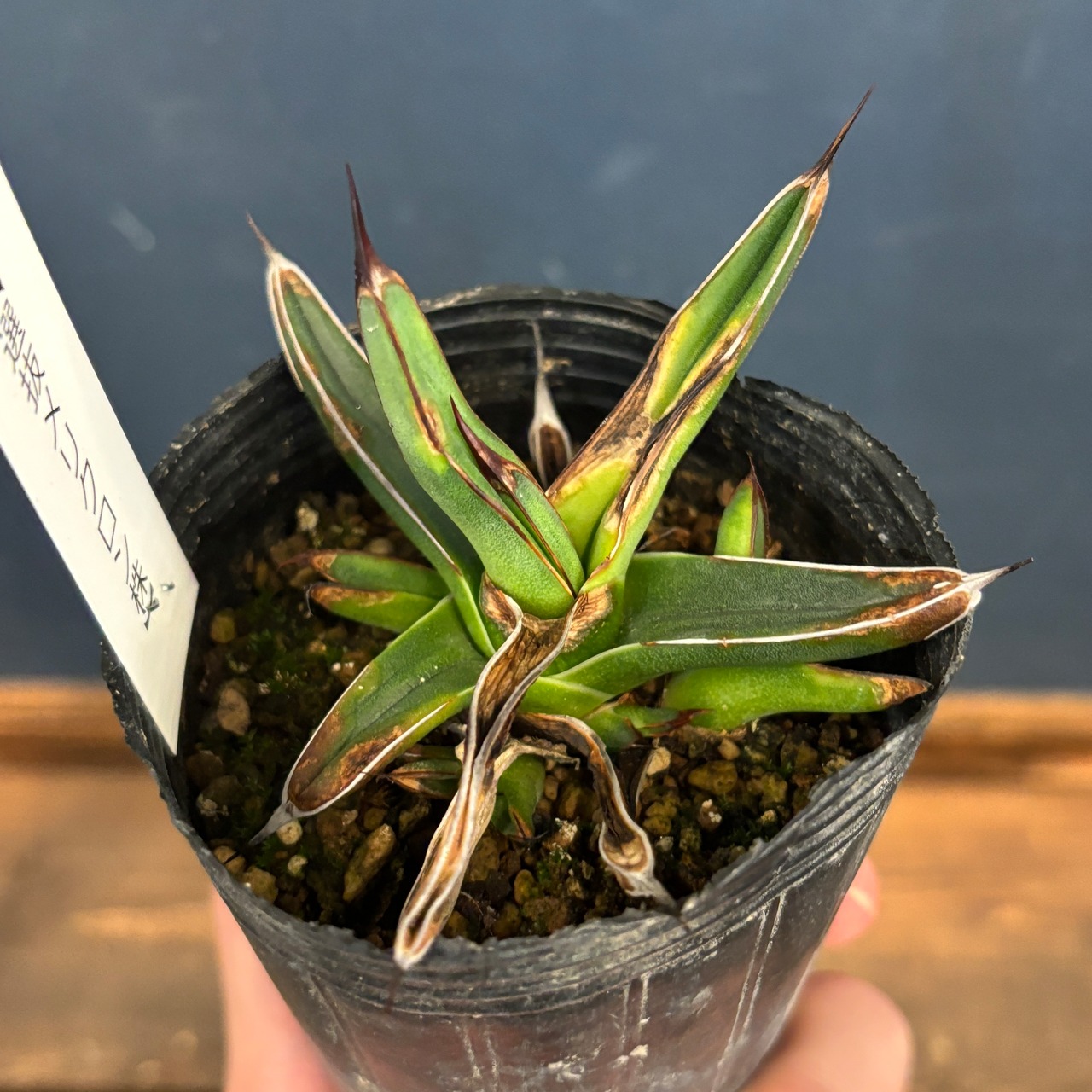 アガベ ニッケルシー 選抜メリクロン株【662】