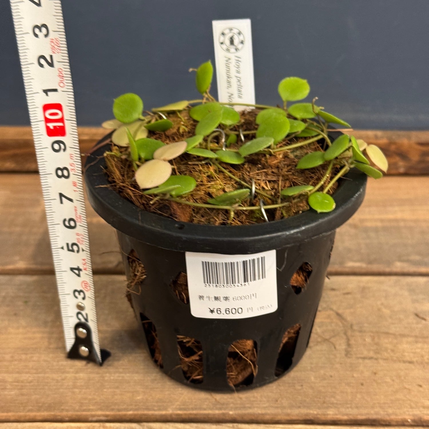 Aaa様 フォロー割 専用出品 伊藤蟻】Hoya peltata Nunukan, North Borneo【213】 | PROTOLEAF