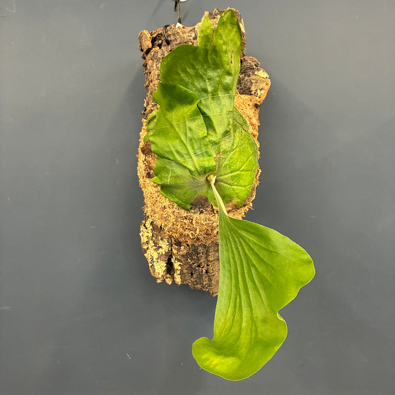 ビカクシダ P. elephantotis var. Mammuthus 板付け【698】