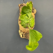 ビカクシダ P. elephantotis var. Mammuthus 板付け【698】