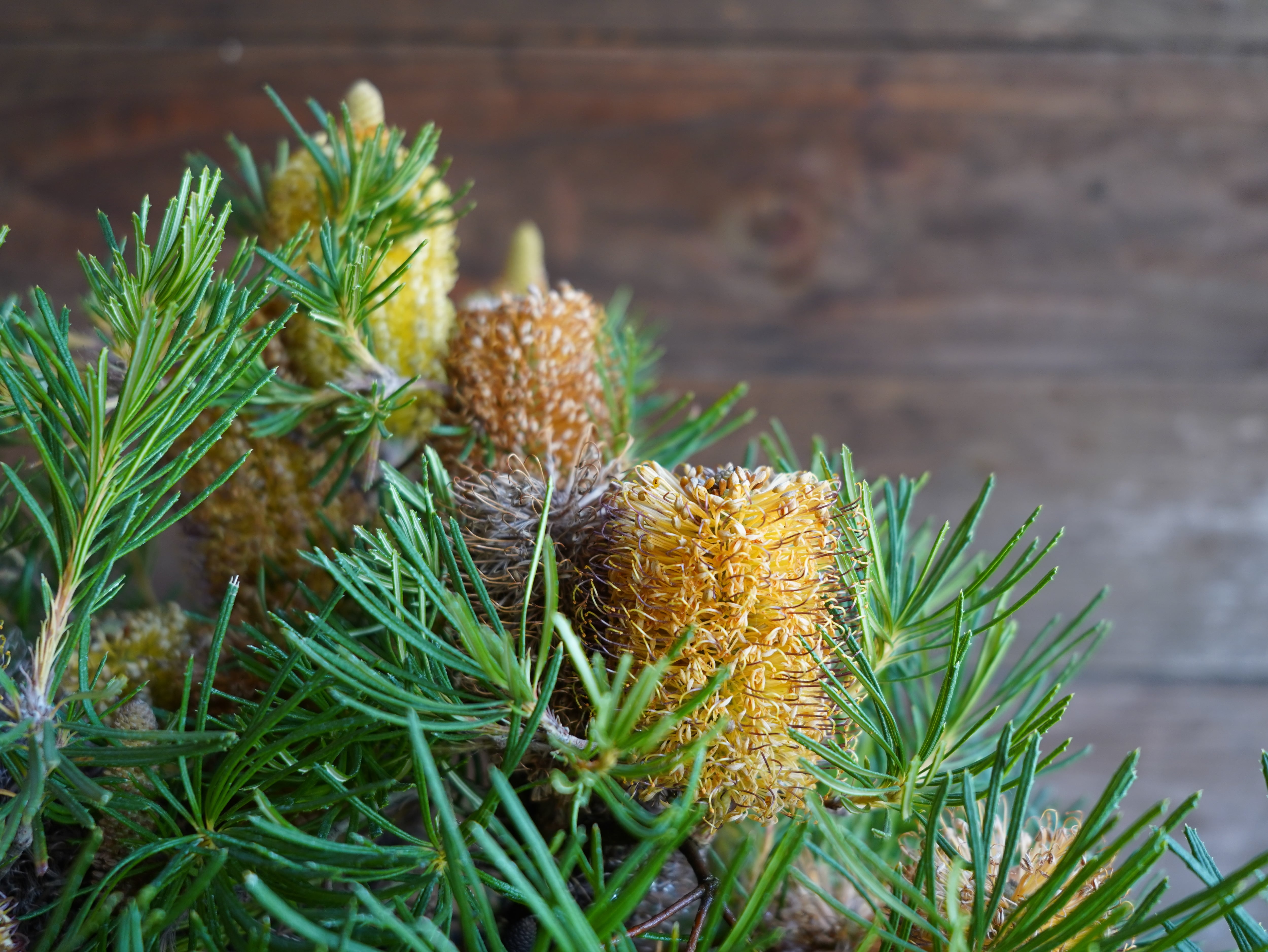 【現物】バンクシア　”バースデーキャンドル”　