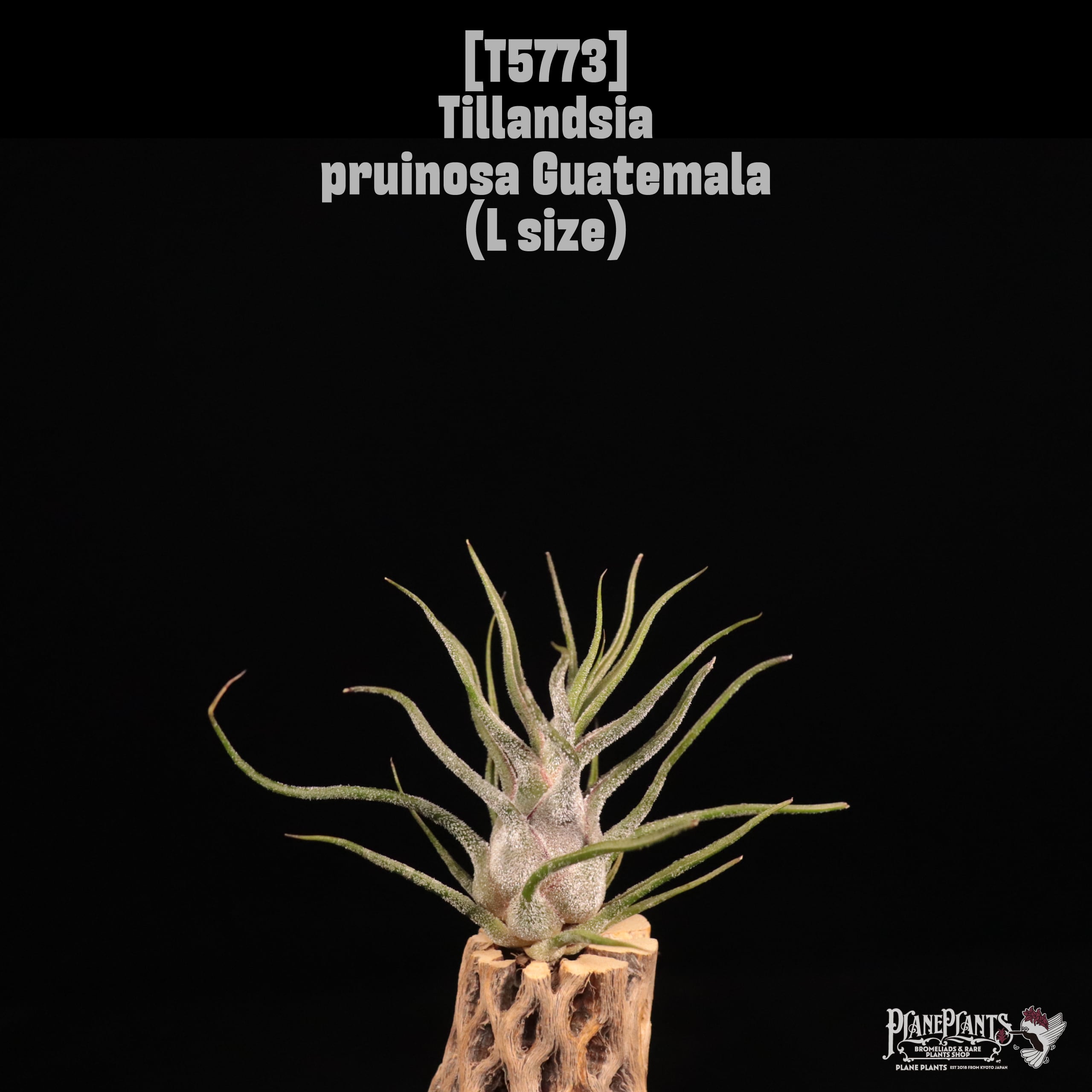 Tillandsia pruinosa Guatemala L〔ティランジア〕T5773