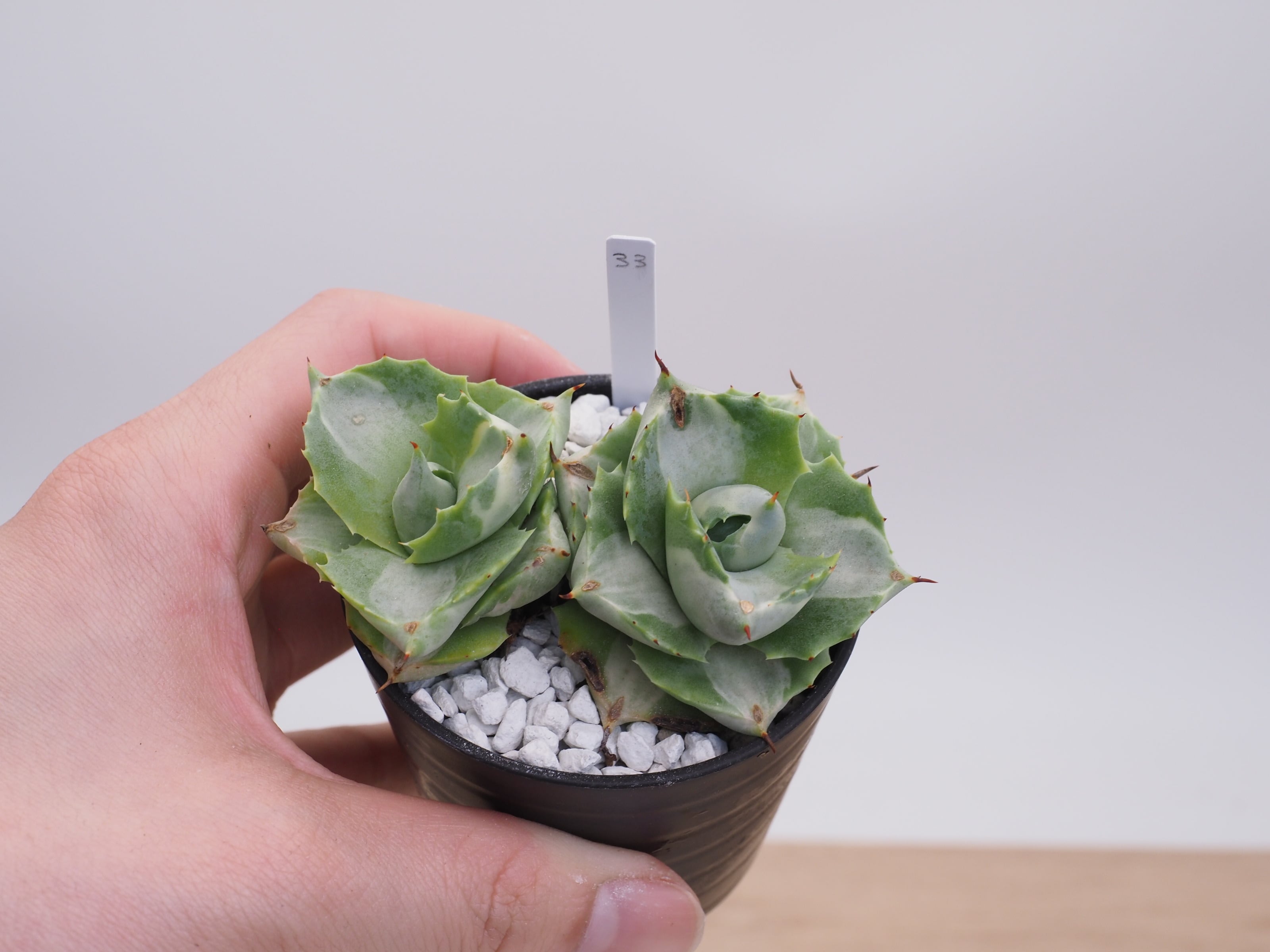 アガベ | THE CORE