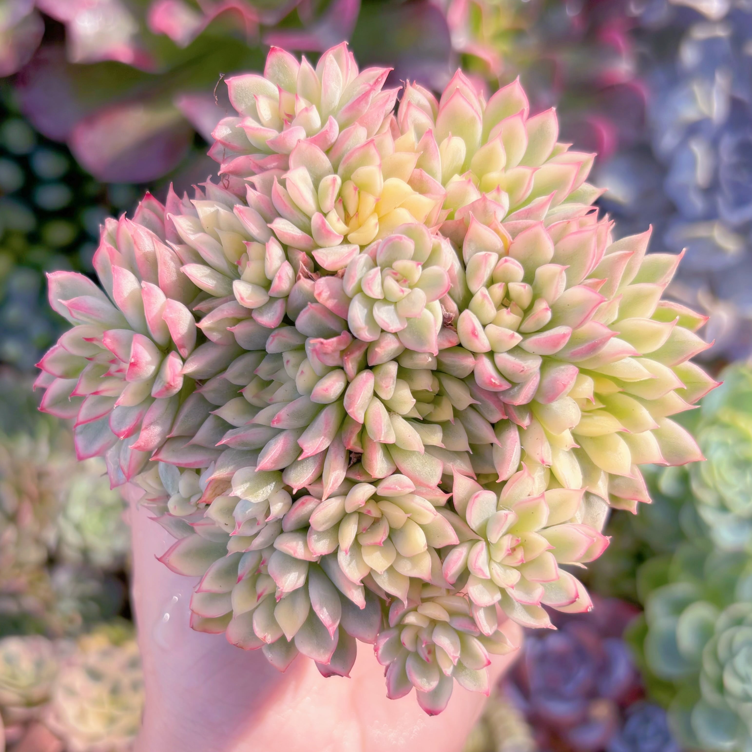 多肉植物　女雛錦　群生　新入荷　るる農園