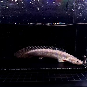 トゥルカナ・ビキールビキール・ワイルドF1❸