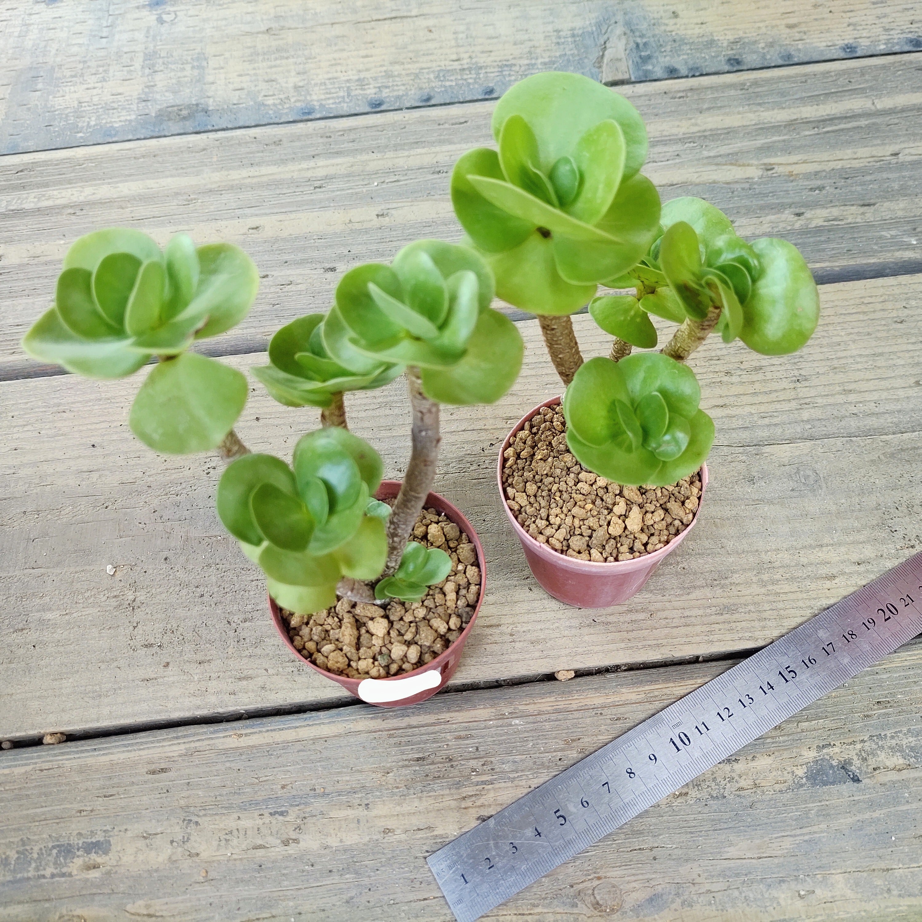モロキニエンシス | RuPo 多肉植物専門店
