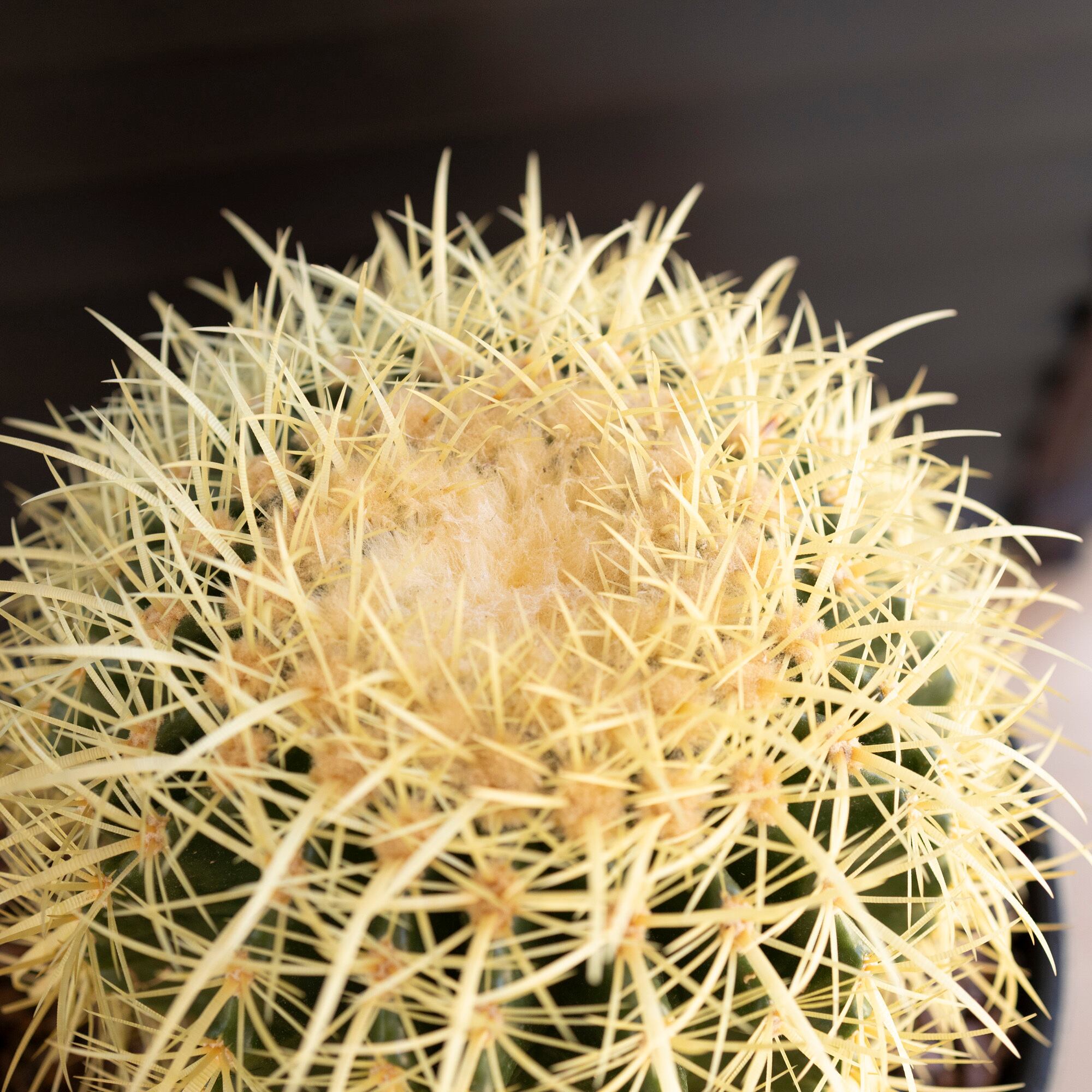発根済】24cm 金鯱 サボテン 8号 多肉植物 ドライガーデン キンシャチ