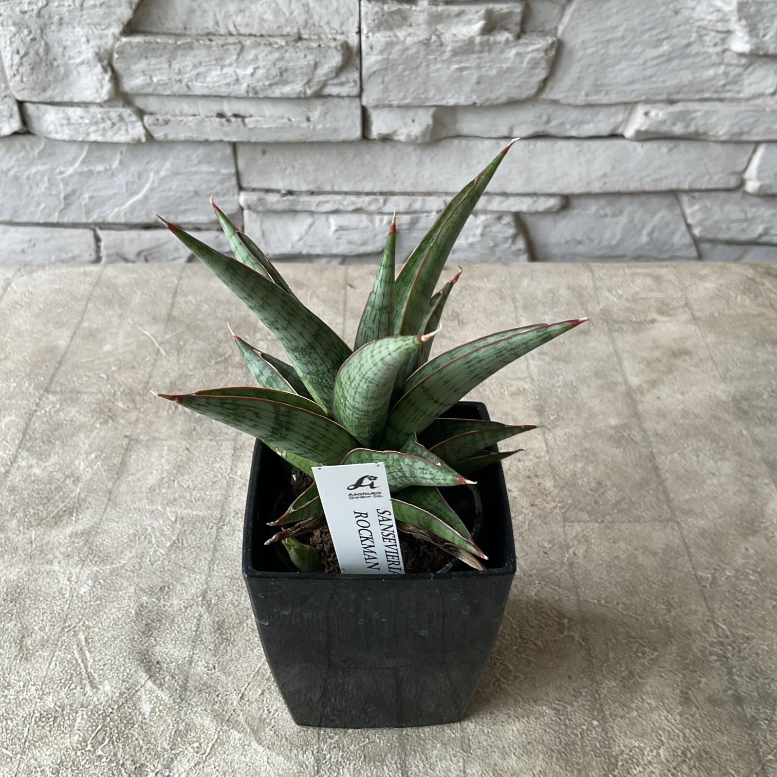 観葉植物】レア サンスベリア 選べる12種 | 橋本種苗園