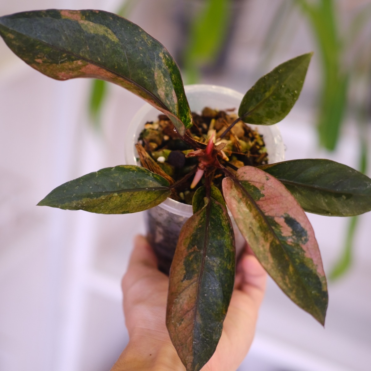 Anthurium hookeri pink variegata｜アンスリウム フーケリー 斑入り 