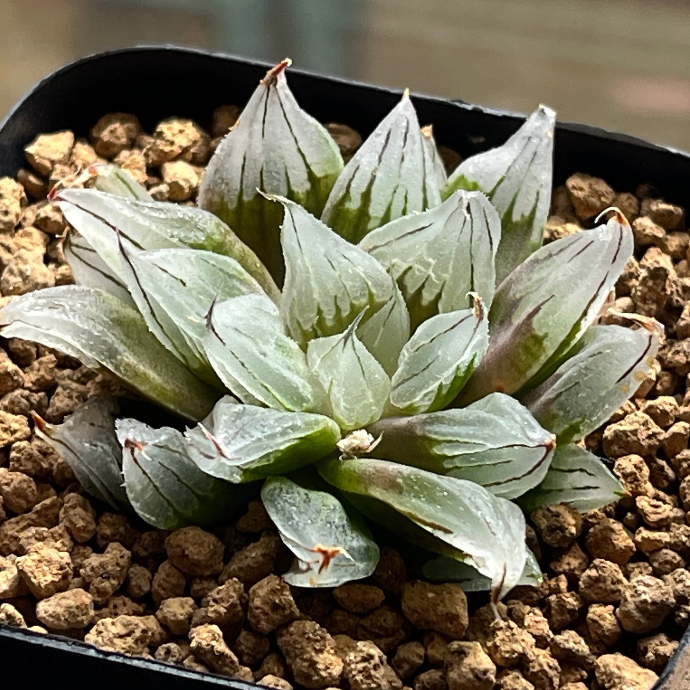 ハオルチア 針鼠 | mocono_plants