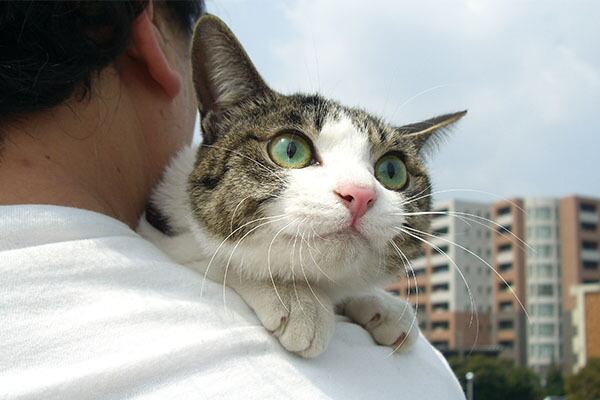 猫 ポストカード The Cat who....ドキドキジェリー 10x14.8センチ(cm)官製はがきサイズ 猫写真 はがき ねこ葉書 ネコハガキ Postcard