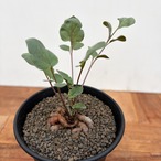 Pelargonium parvipetalum【ペラルゴニウム・パルビペタラム】