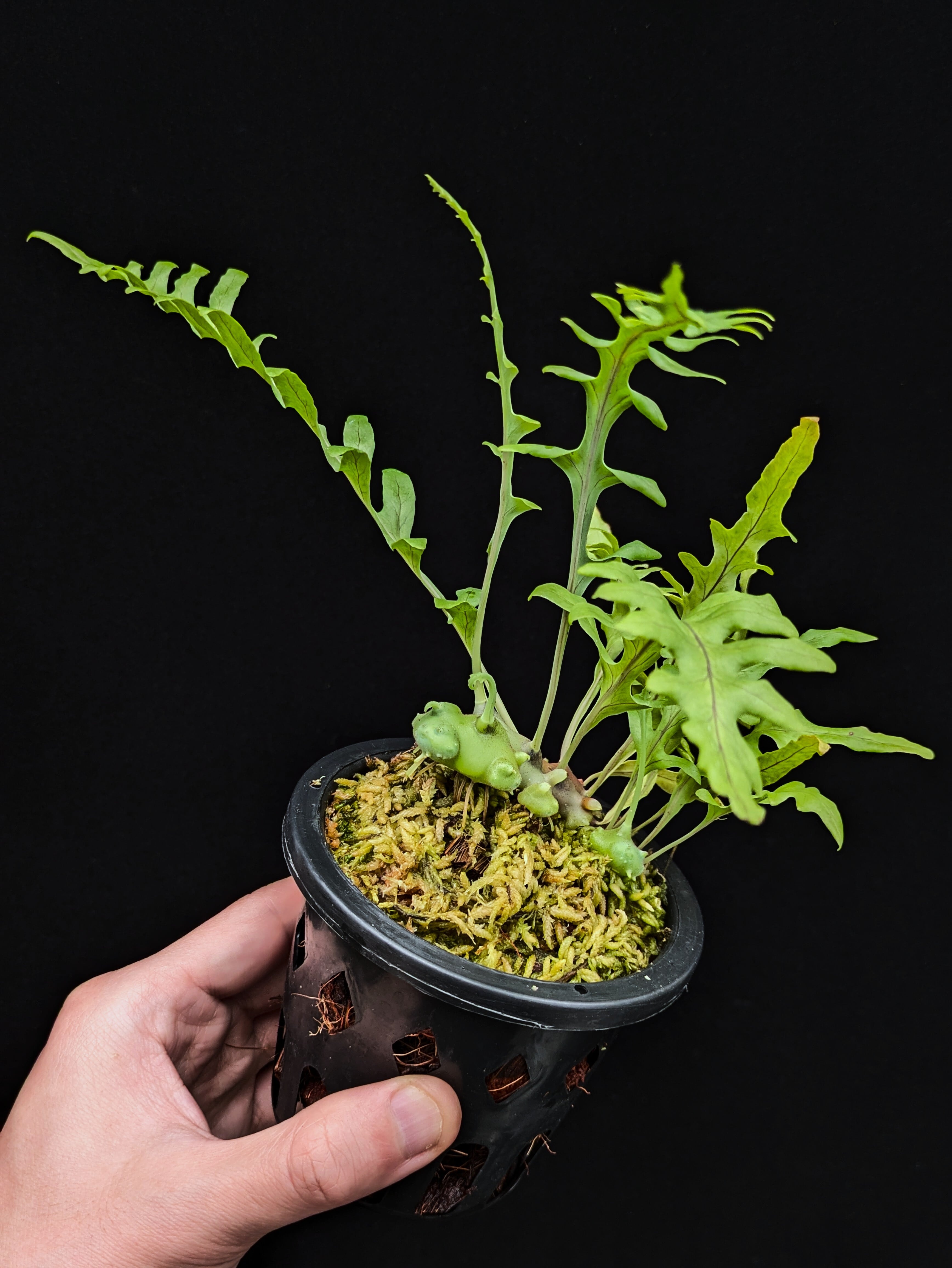 Lecanopteris balgooyi (blue type) | 伊藤蟻植物農園