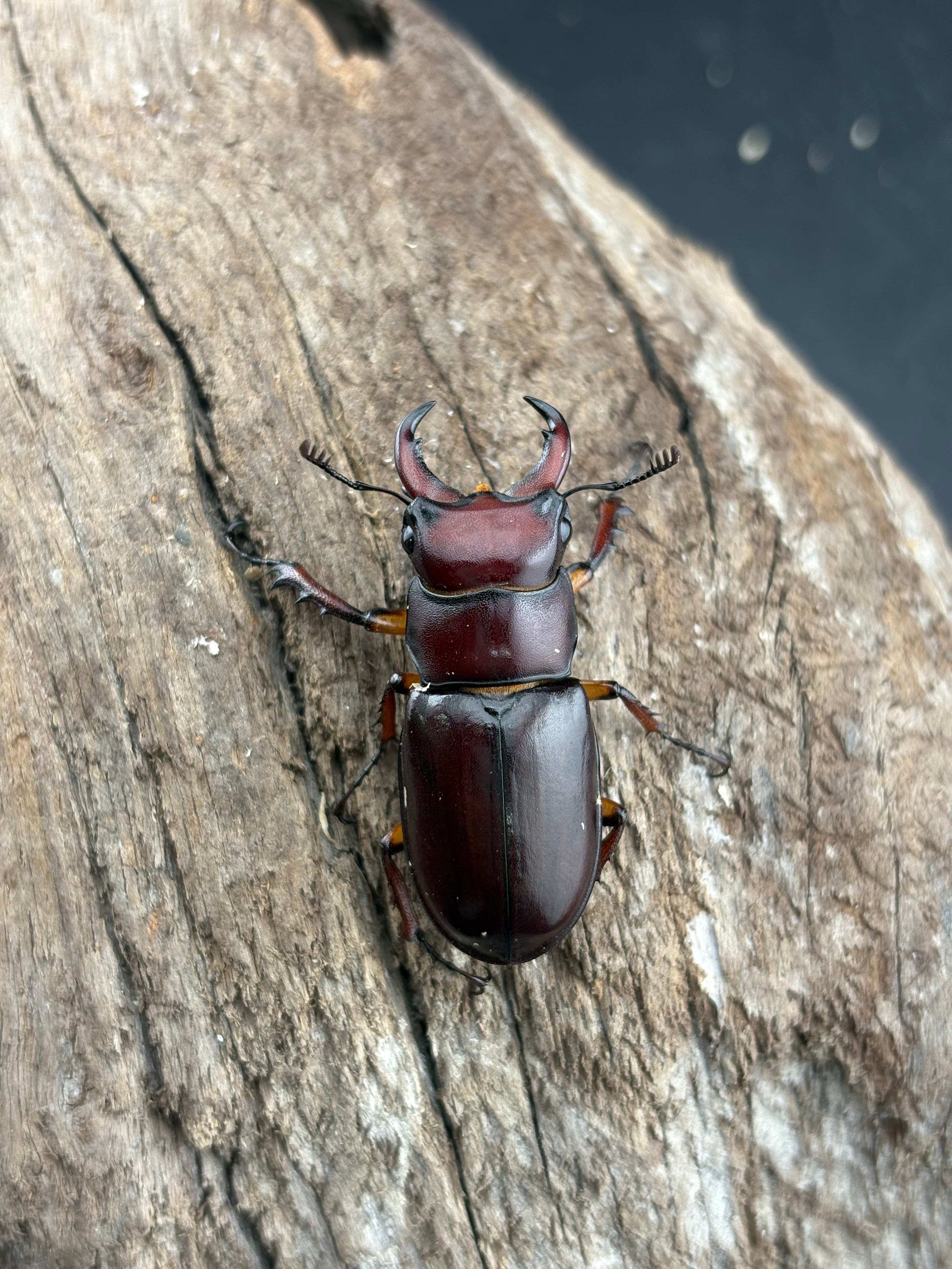 ミヤマクワガタの仲間 | KPW公式オンラインショップ