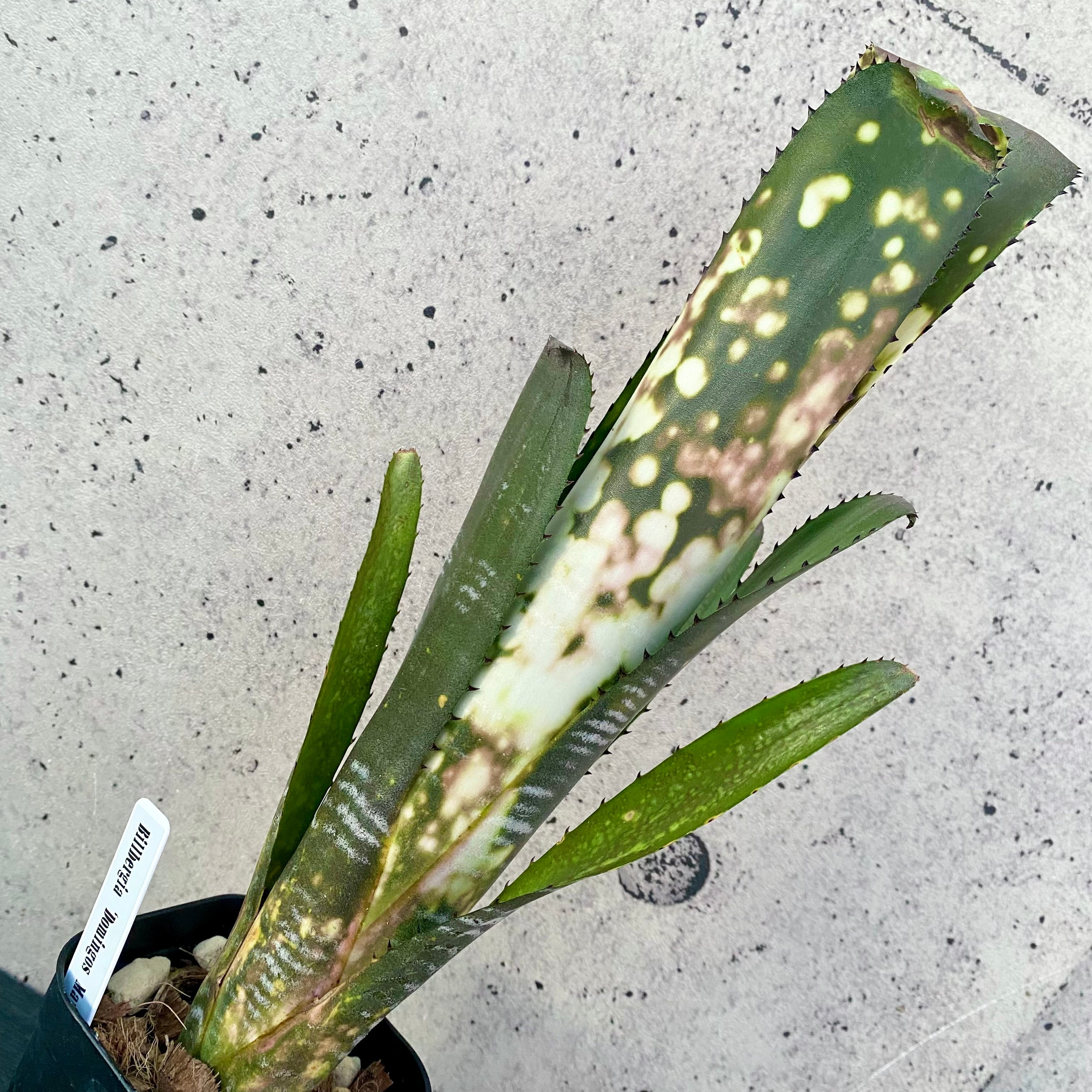 ☀️カメレオン☀️4.5号ロングポット植え☀ Planet Plants プラネットプランツ