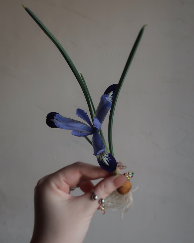 小さな球根 - mini bulb 5 piece set