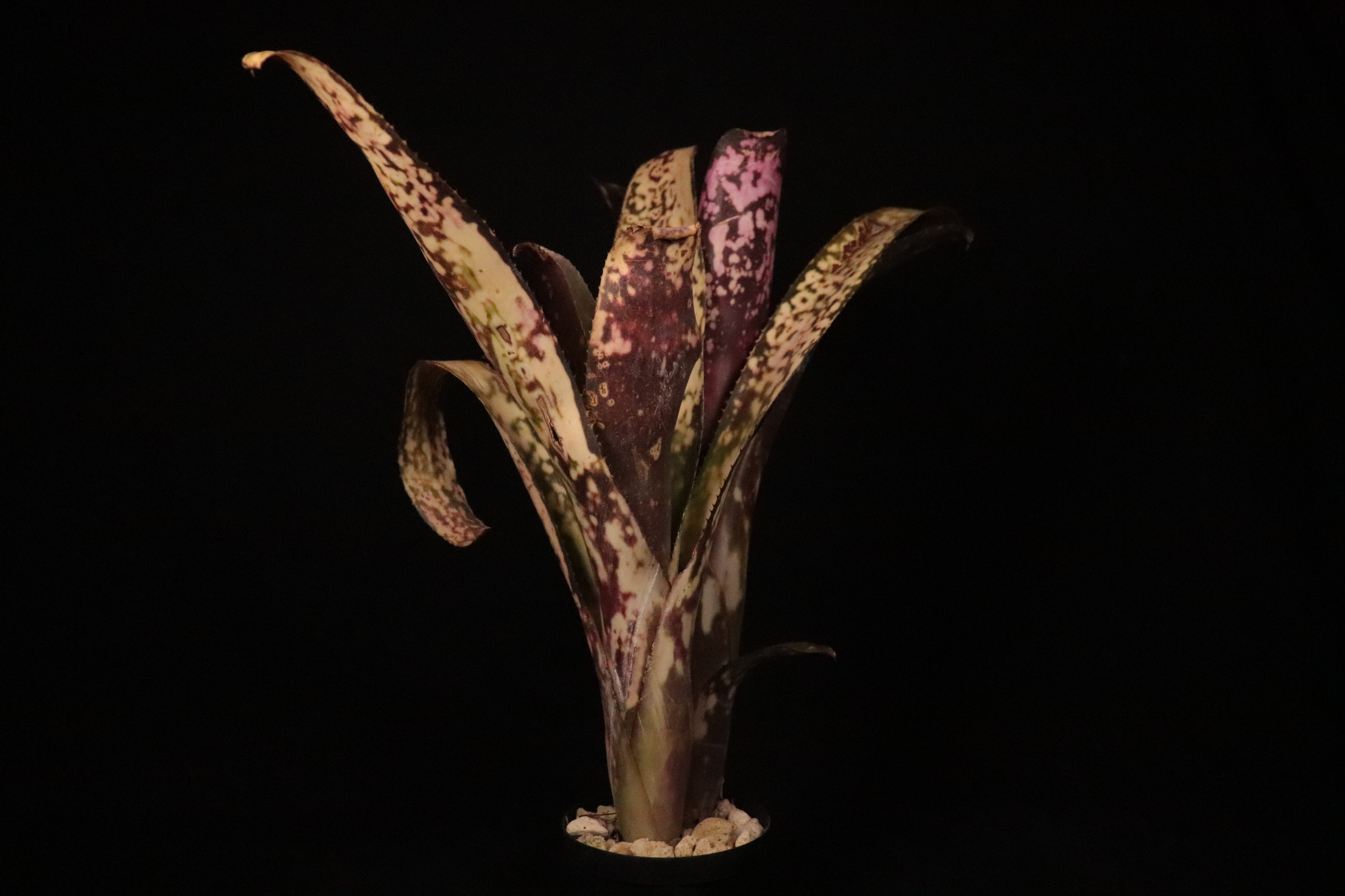 reserved】Billbergia 'Kawanas Panache'〔ビルベルギア〕現品発送