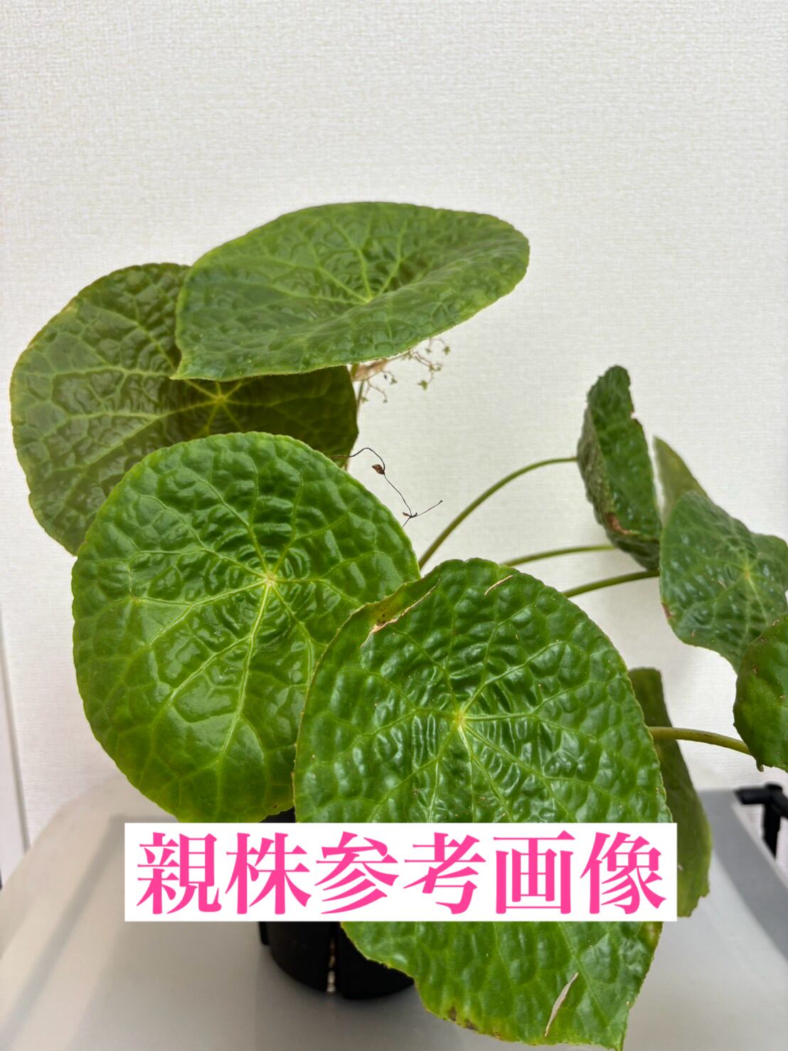 【希少】アロカシア ワトソニアナ 斑入り ピンク オーレア 実生 激レア a 脇芽アリ】アロカシア ワトソニアナ ピンク斑入り Alocasia