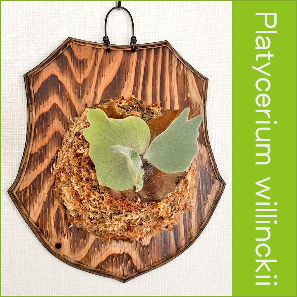 デザイン板付け | bikakuya-ビカク家-