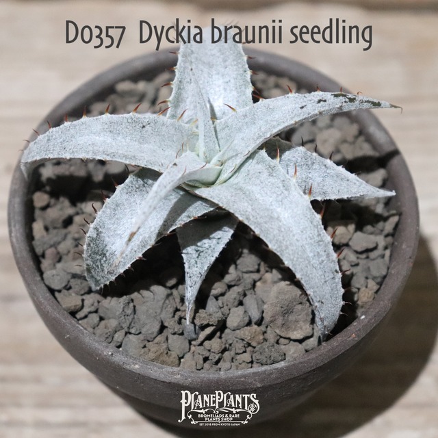 【送料無料】braunii seedling〔ディッキア〕現品発送D0452