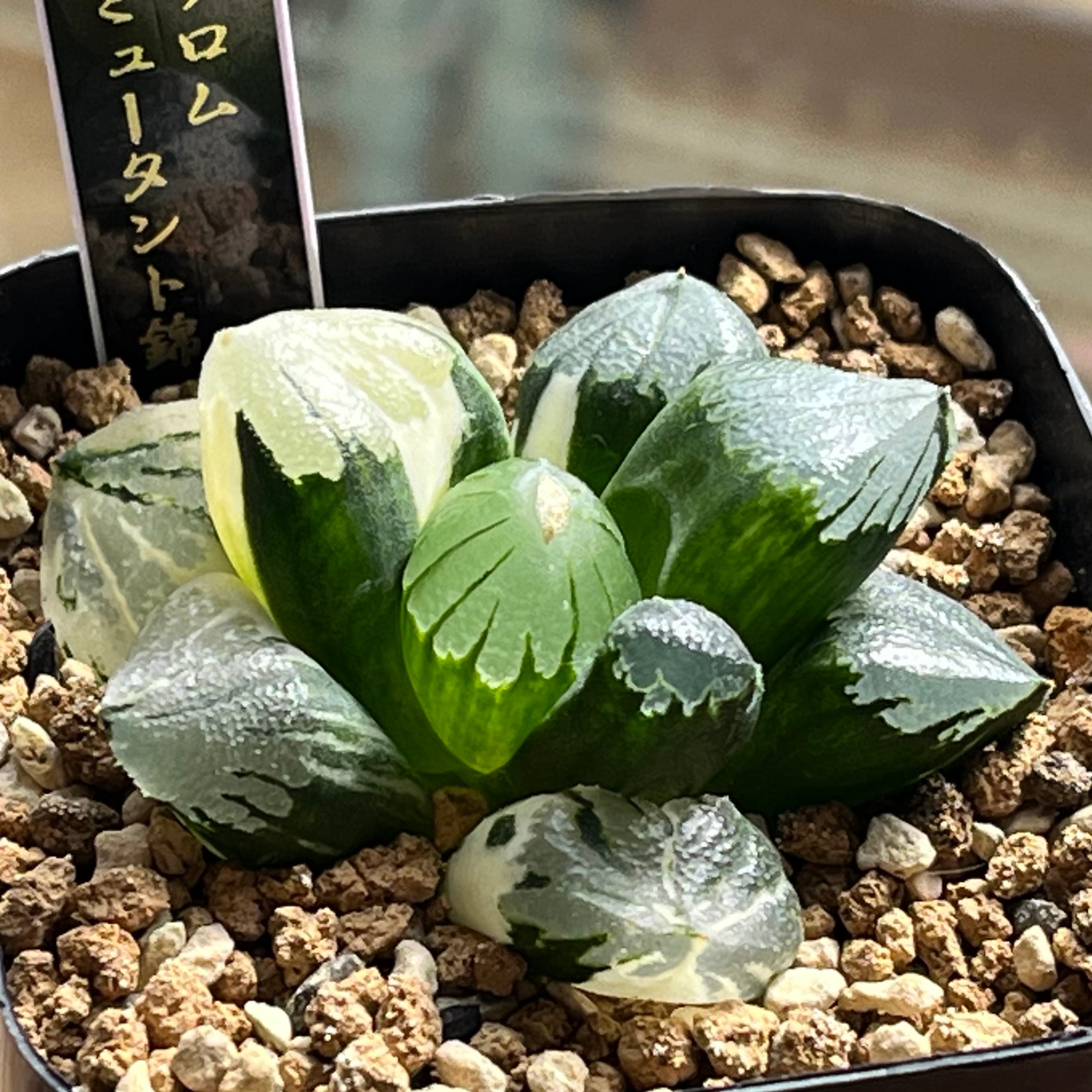 ハオルチア 親指姫錦　糊斑 ハオルチア 親指姫錦 糊斑 | mocono_plants