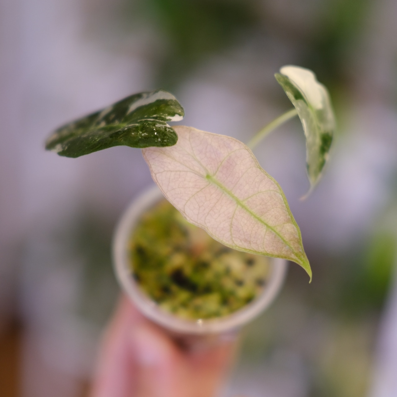 Alocasia Amazonica Polly Pink varigated③ / アロカシア アマゾニカ ポリー ピンク斑入 | 観葉植物