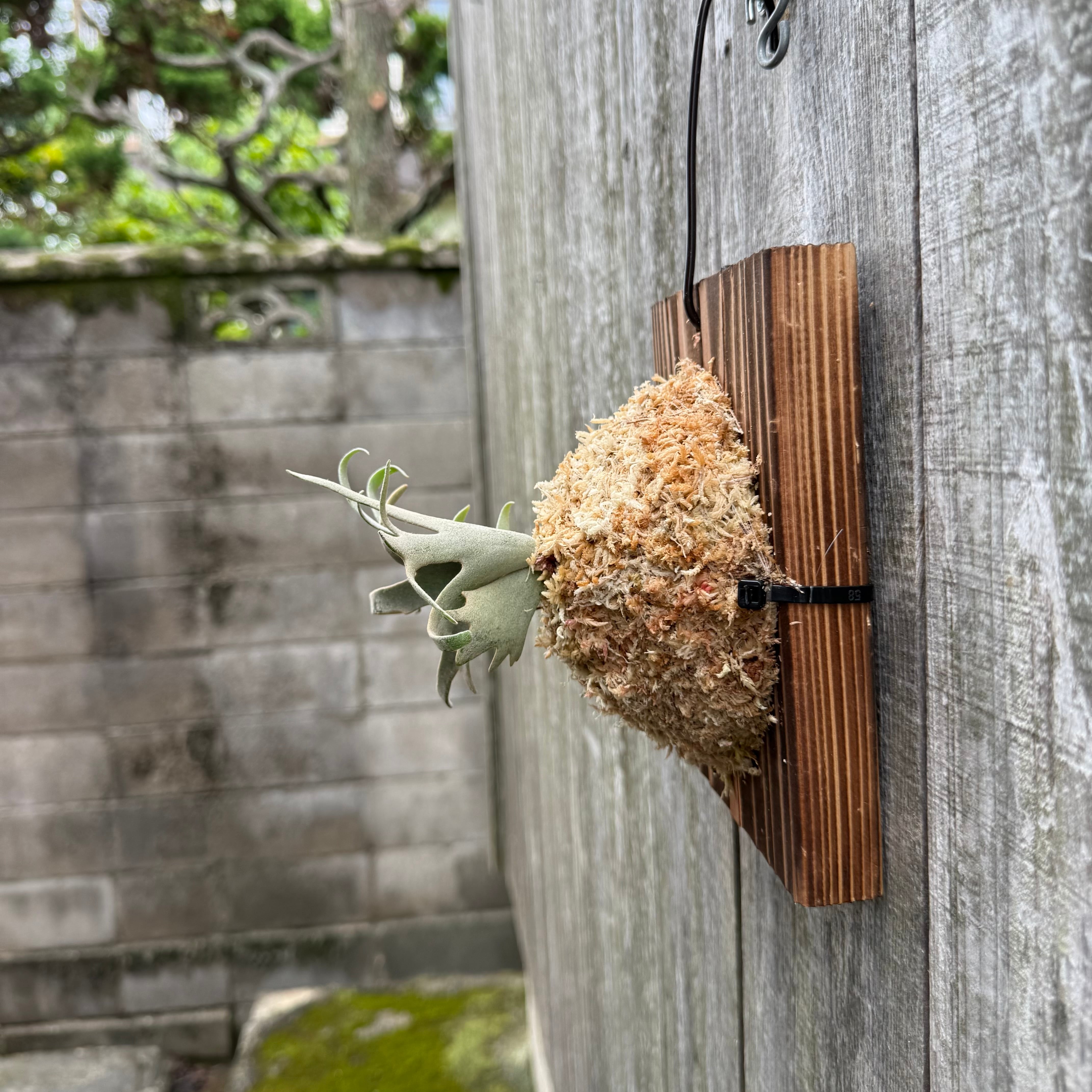 P.willinckii Totoro sporeling | naturefix