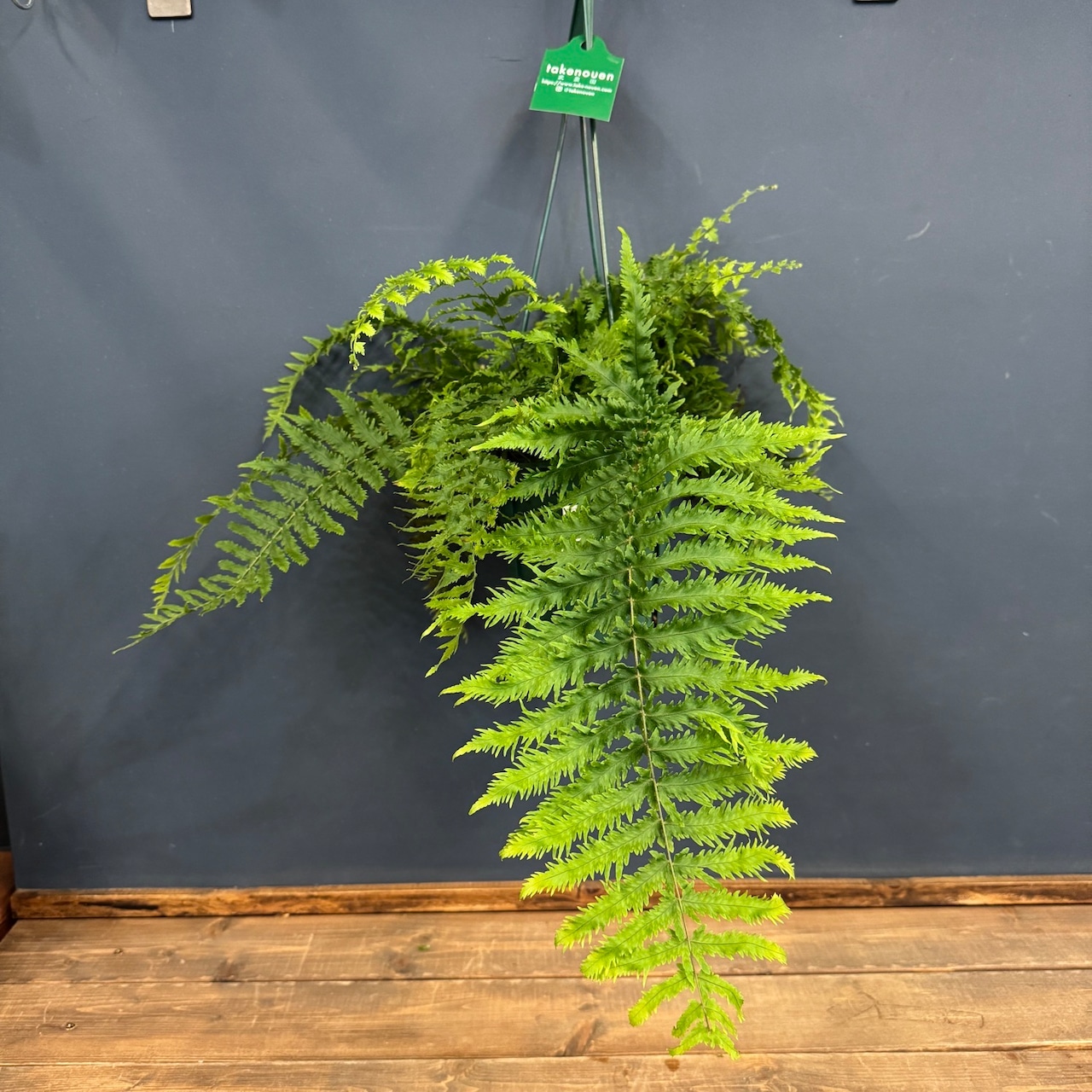 ゴニオフレビウム　ナイティ【1049】