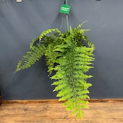 ゴニオフレビウム　ナイティ【1049】