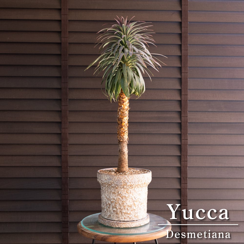 SABOTEN-ZAURUS | サボテンザウルス